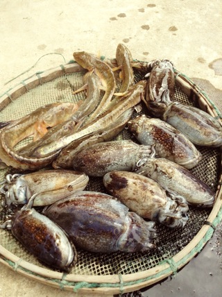 墨鱼、泥鱼_温岭龙庭国际大酒店的美食日记_豆果美食