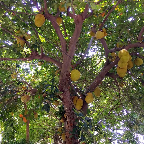 菠萝蜜树